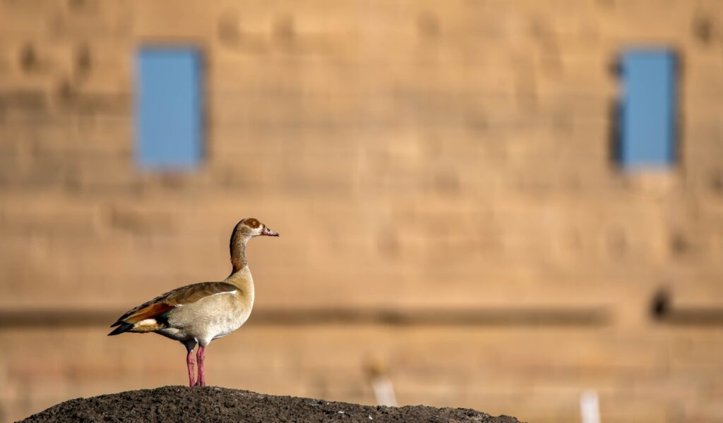 An Egyptian goose standing in front of a temple in Aswan